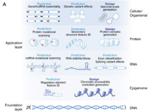 11 Functions of Evo 2 in biology at the cellular/organismal, protein, RNA, and epigenome levels. 